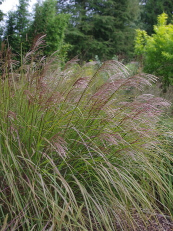 Miscanthus championship - propagation