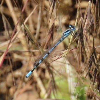 Wildlife at the heart of the City:  the Beth Chatto Meanwhile Garden   
