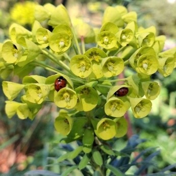 Wild Words from the Ground - March