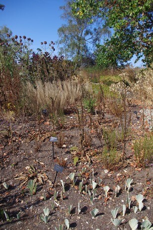 How summer heat has affected the plants How summer heat has affected the plants