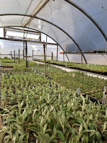 Weekly catch up with gardens & propagation
