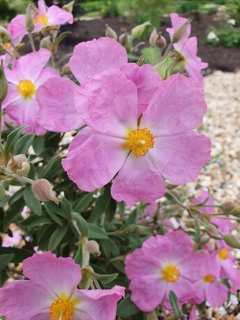 Gardening Dilemmas - Part 3 Gardening Dilemmas - Part 3