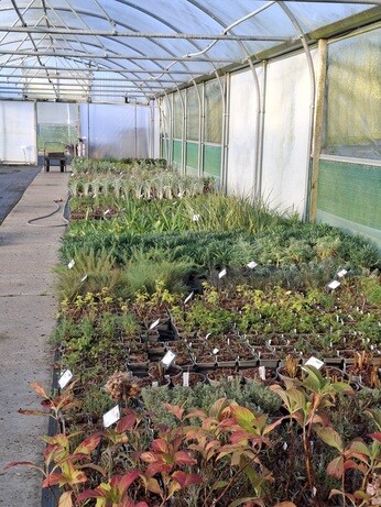 Weekly catch up with garden & propagation Weekly catch up with garden & propagation