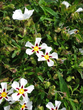 Plant profile - cistus