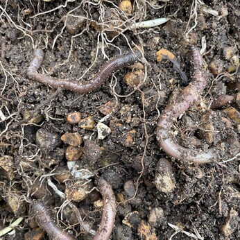 Wild Words from the Ground  February & March