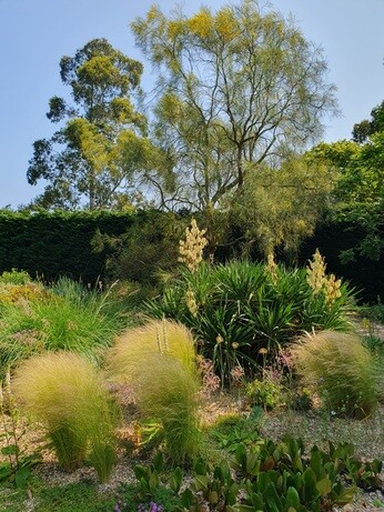 Weekly catch up with garden & propagation