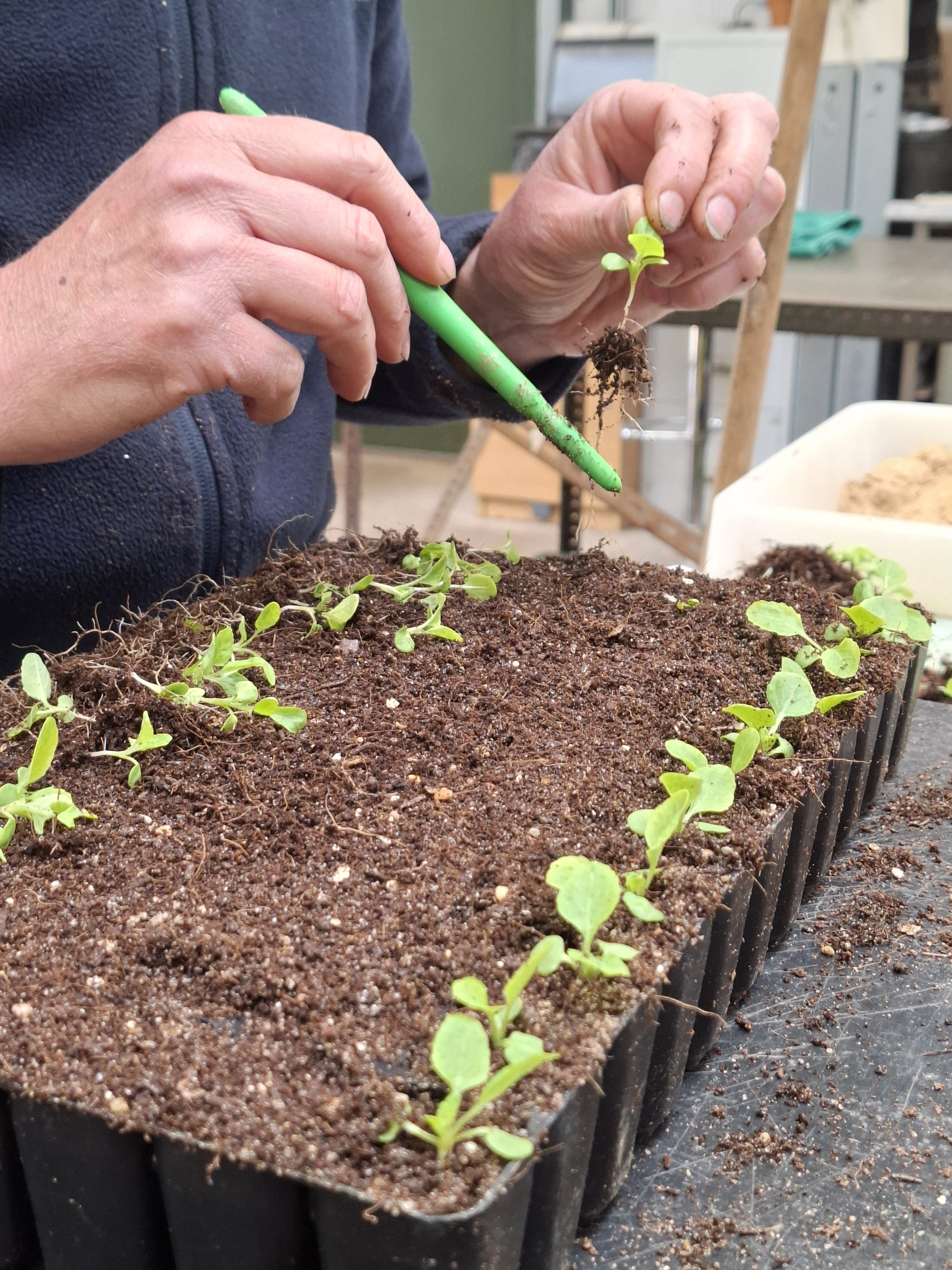 Weekly catch up with garden & propagation