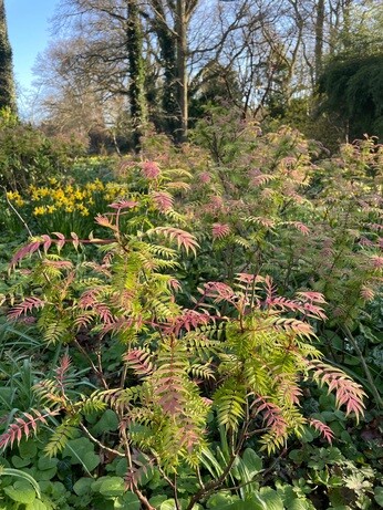 Weekly catch up with garden & propagation