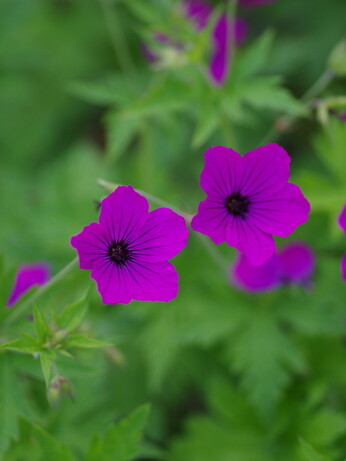 Weekly catch up with garden & propagation Weekly catch up with garden & propagation