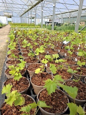 Weekly catch up with garden and propagation Weekly catch up with garden and propagation
