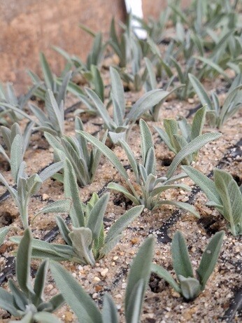 Weekly catch up with garden & propagation