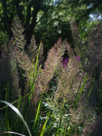 Plant profile - cynara Plant profile - cynara