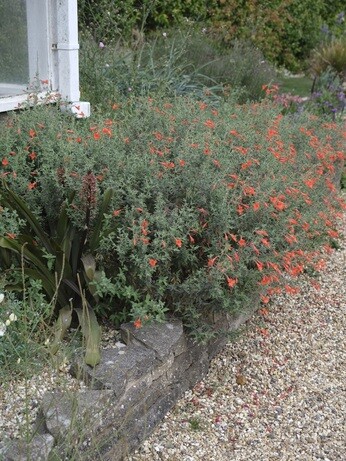 Weekly catch up with garden & propagation