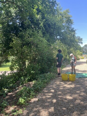 Weekly catch up with garden and propagation