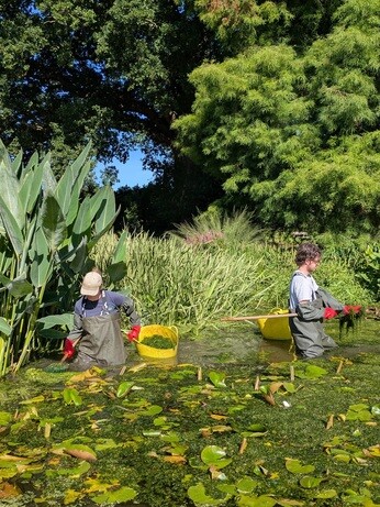 Weekly catch up with garden & propagation