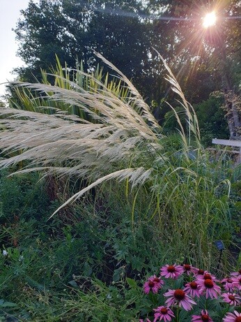 Stipa- How to Grow and Care for