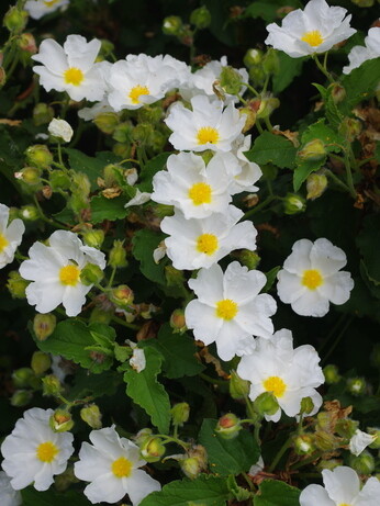 Plant profile - calamintha Plant profile - calamintha