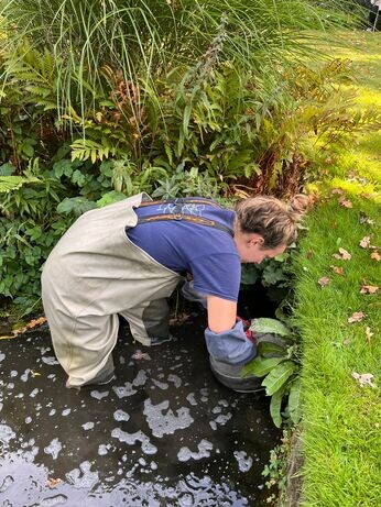 Autumn jobs in the garden