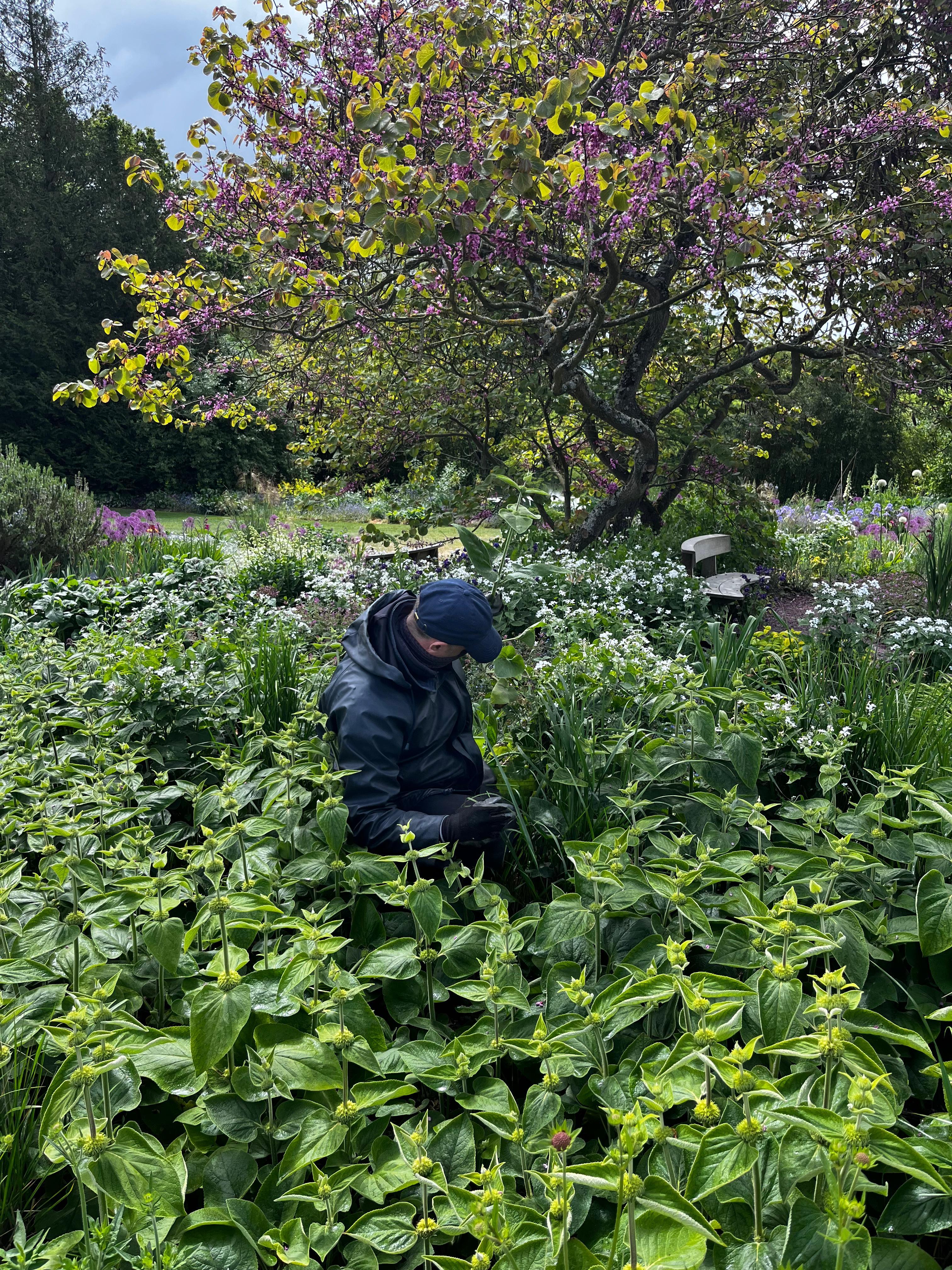 Weekly catch up with garden and propagation