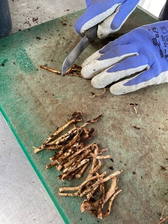 Winter Propagation- Root Cuttings Winter Propagation- Root Cuttings