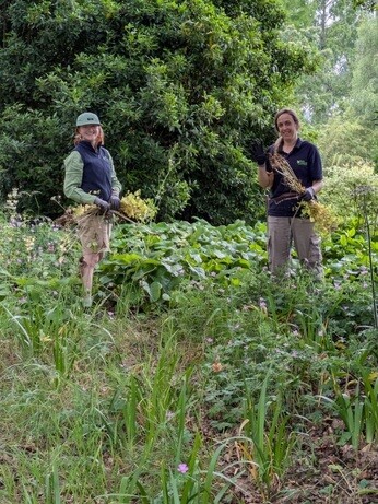 Weekly catch up with garden and propagation Weekly catch up with garden and propagation