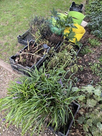 Weekly catch up with garden and propagation