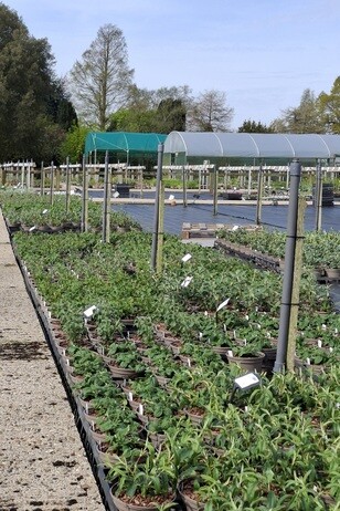 Weekly catch up with garden & propagation Weekly catch up with garden & propagation