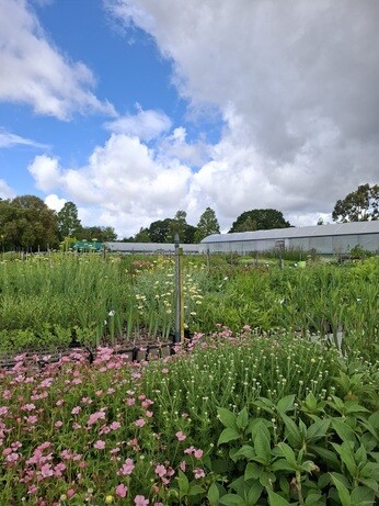 Weekly catch up with garden and propagation