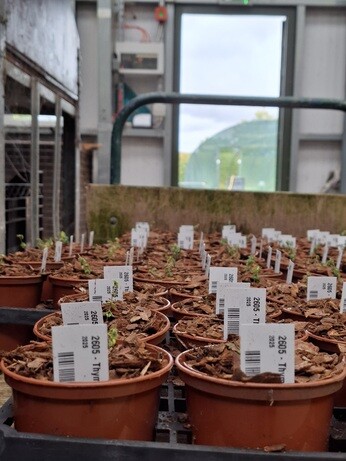 Weekly catch up with garden & propagation