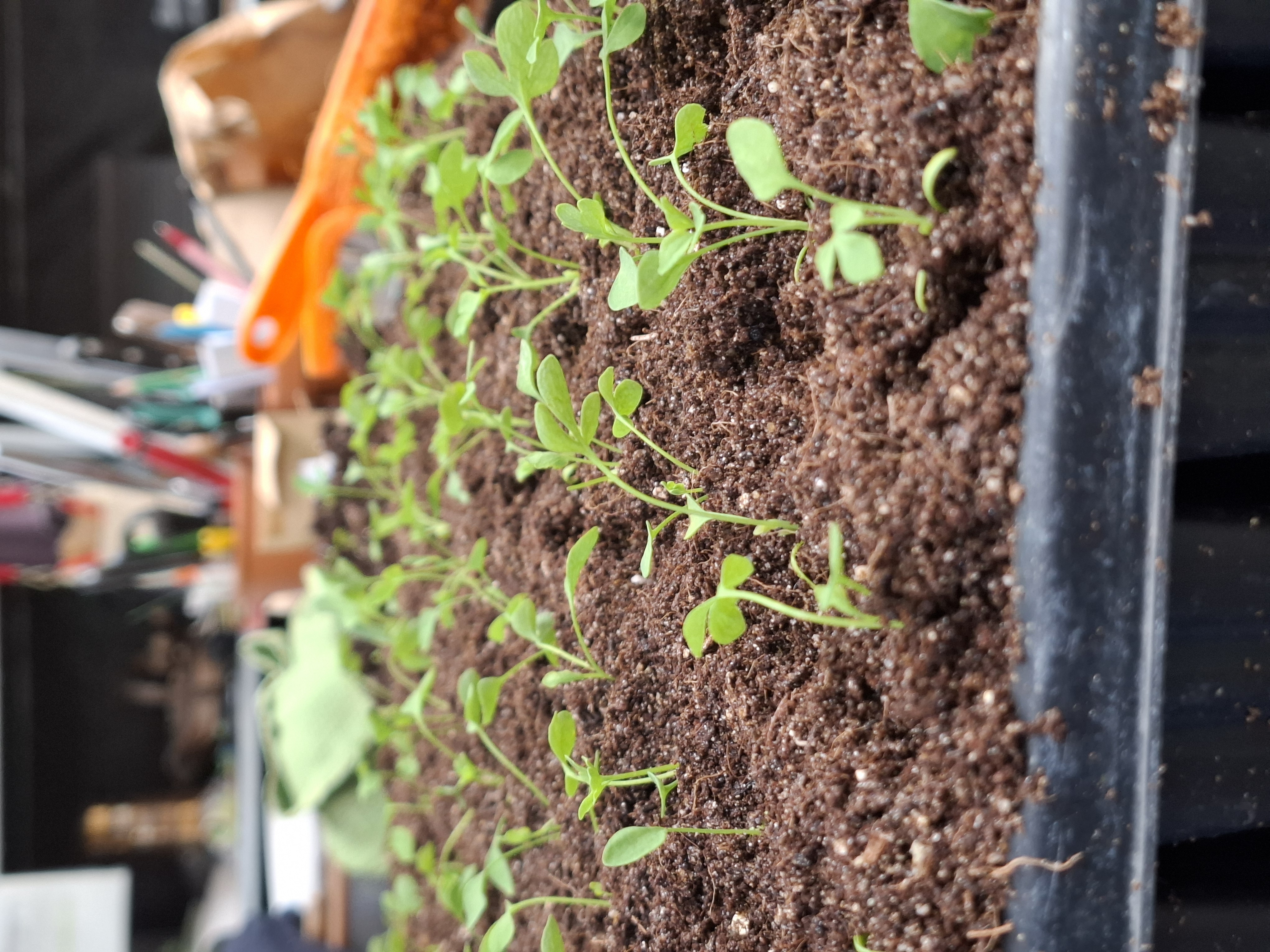 Weekly catch up with garden & propagation