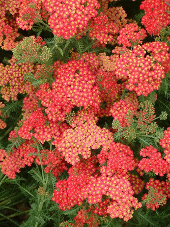 Achillea | How to Grow and Care for - The Beth Chatto Gardens