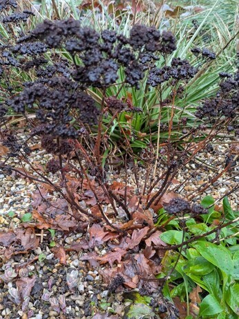 Weekly catch up with garden & propagation