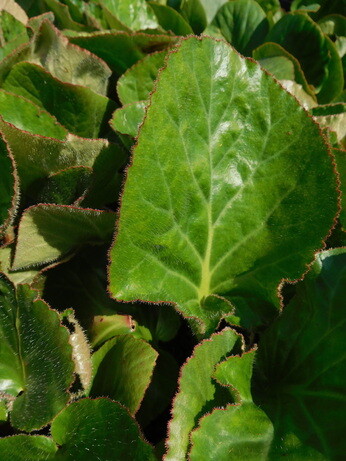 Weekly catch up with garden & propagation