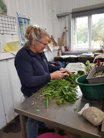 Weekly catch up with garden and propagation