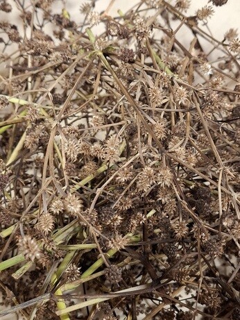 Weekly catch up with garden & propagation Weekly catch up with garden & propagation