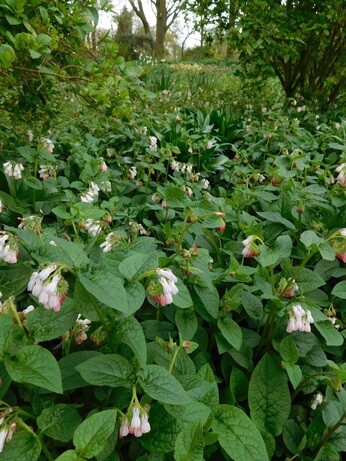 Springtime shade plants in the woodland Springtime shade plants in the woodland