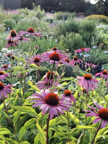 Weekly catch up with garden and propagation Weekly catch up with garden and propagation