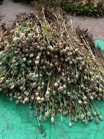 Weekly catch up with garden & propagation