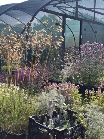 Weekly catch up with garden and propagation Weekly catch up with garden and propagation