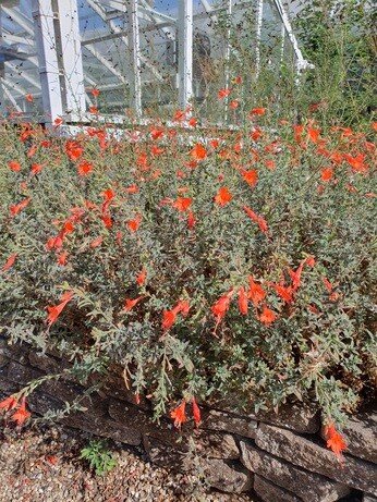 Plants that have stood up to the summer - Gravel Garden
