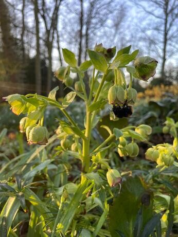 Weekly catch up with garden & propagation Weekly catch up with garden & propagation