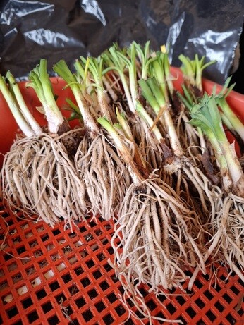 Weekly catch up with gardens & propagation