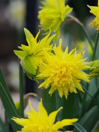 The Gaze of Narcissus The Gaze of Narcissus