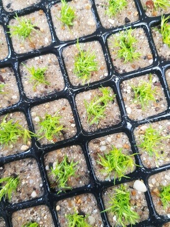 Weekly catch up with gardens & propagation Weekly catch up with gardens & propagation
