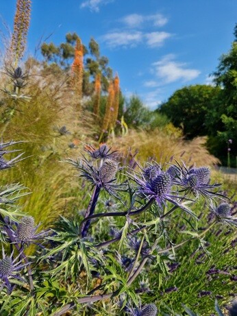 Weekly catch up with garden & propagation
