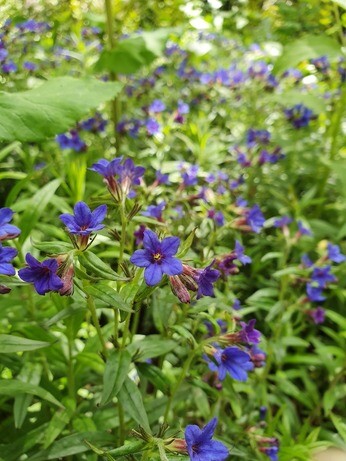 Top 10 unusual plants for a shady area