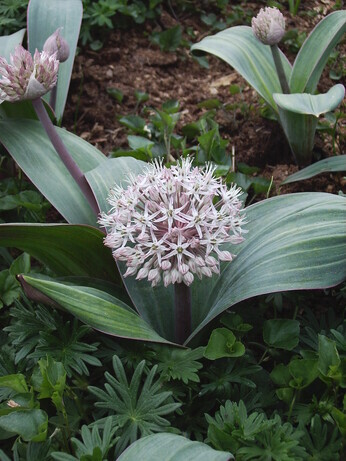 Growing summer flowering alliums