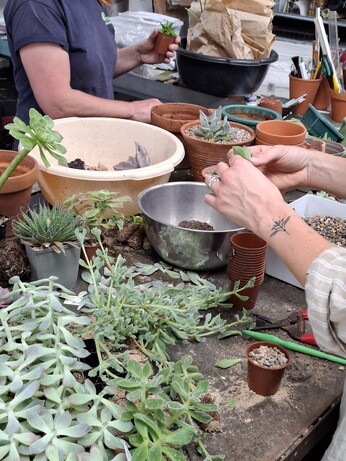 Weekly catch up with garden and propagation Weekly catch up with garden and propagation