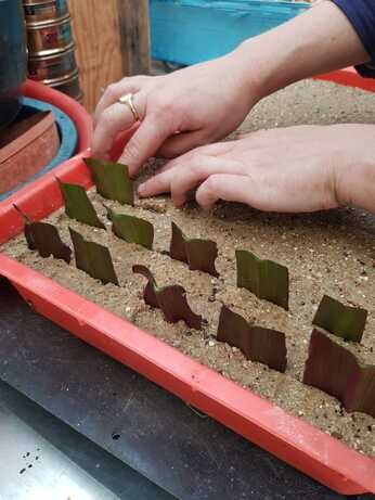 Weekly catch up with garden and propagation Weekly catch up with garden and propagation