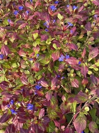 Plants that have stood up to the summer - Gravel Garden